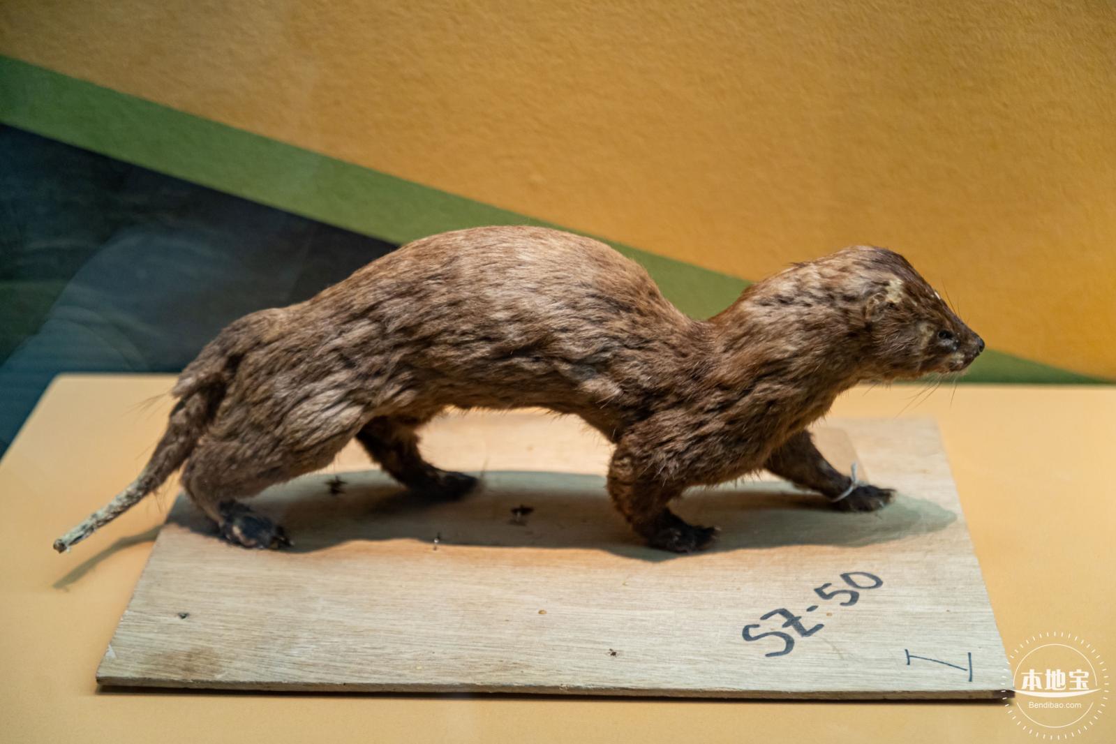 深圳新展【熊猫时代】