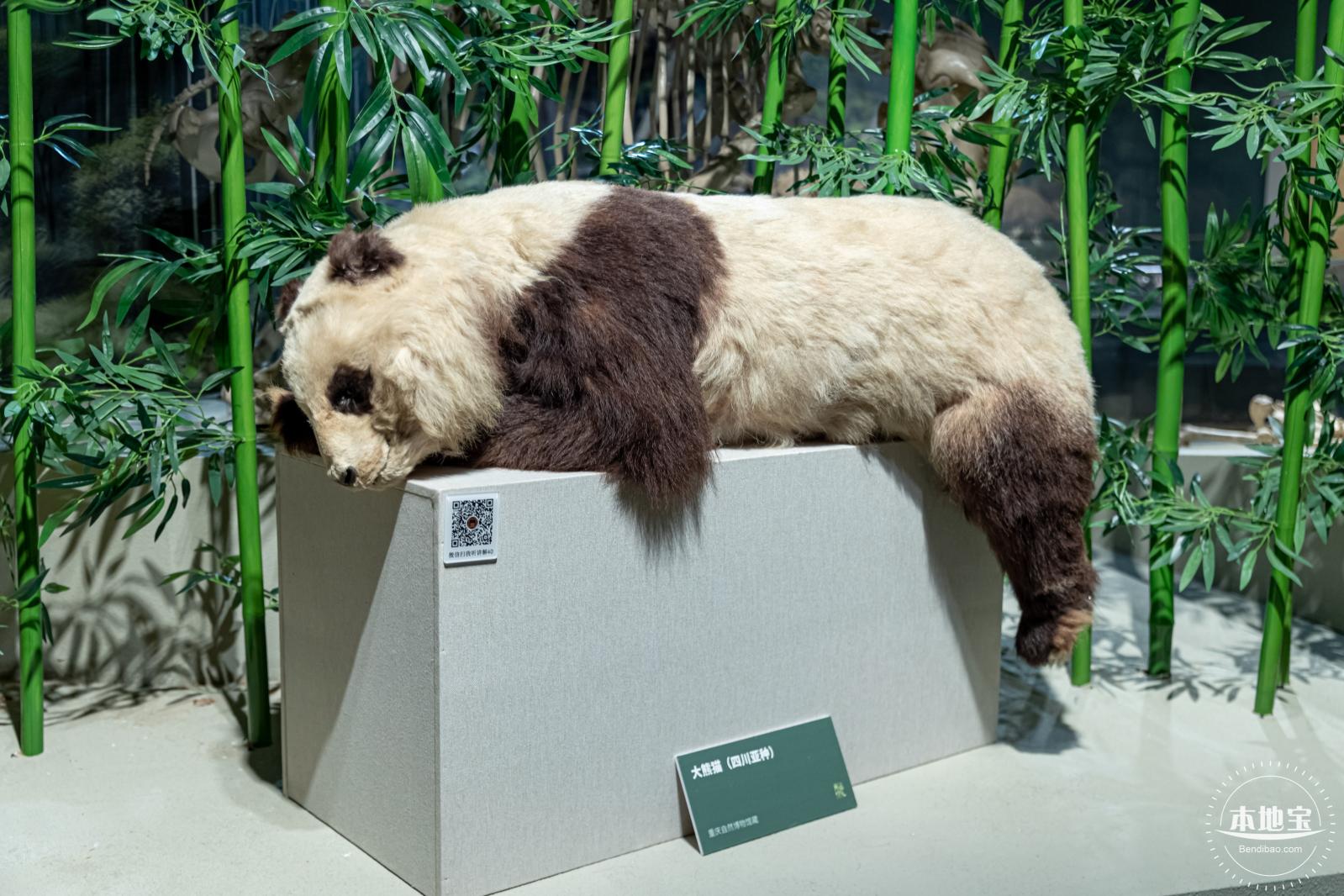 深圳新展【熊猫时代】