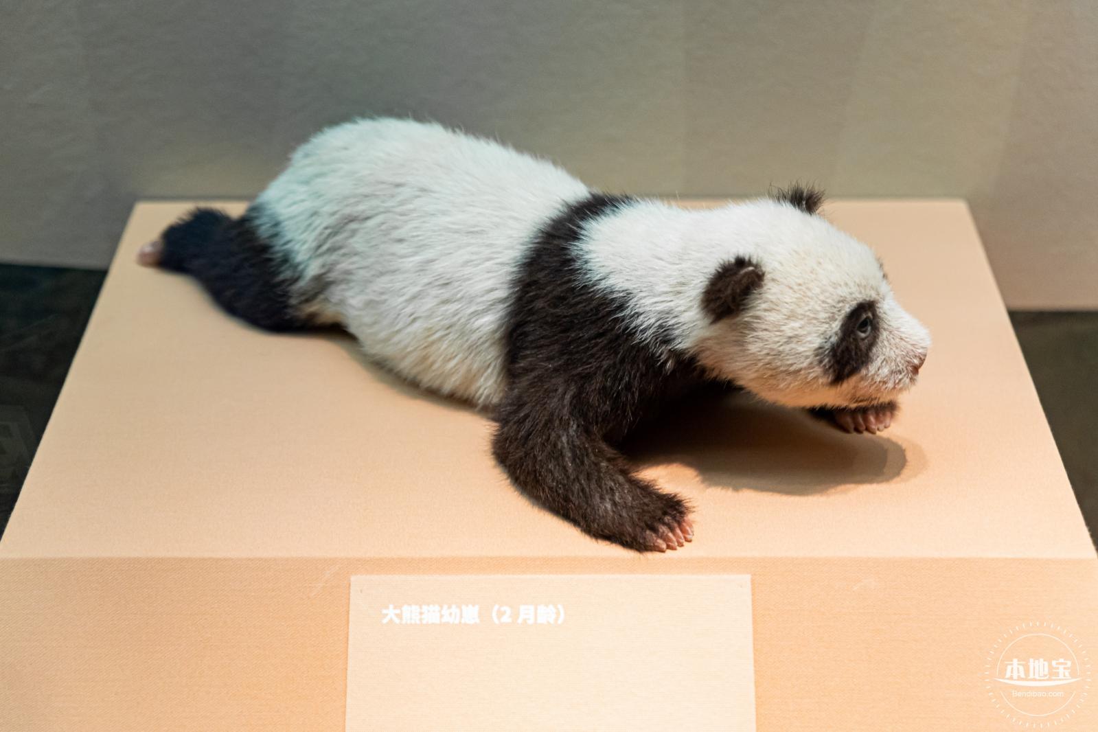 深圳新展【熊猫时代】