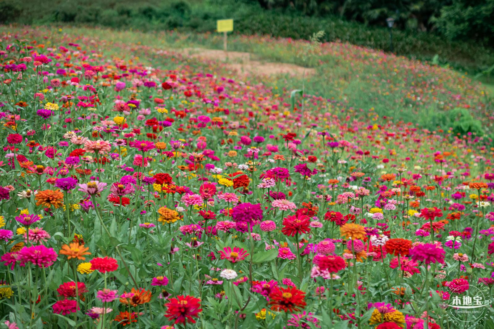 铁仔山公园花海