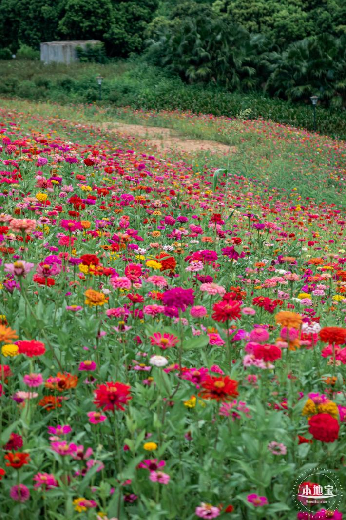 铁仔山公园花海