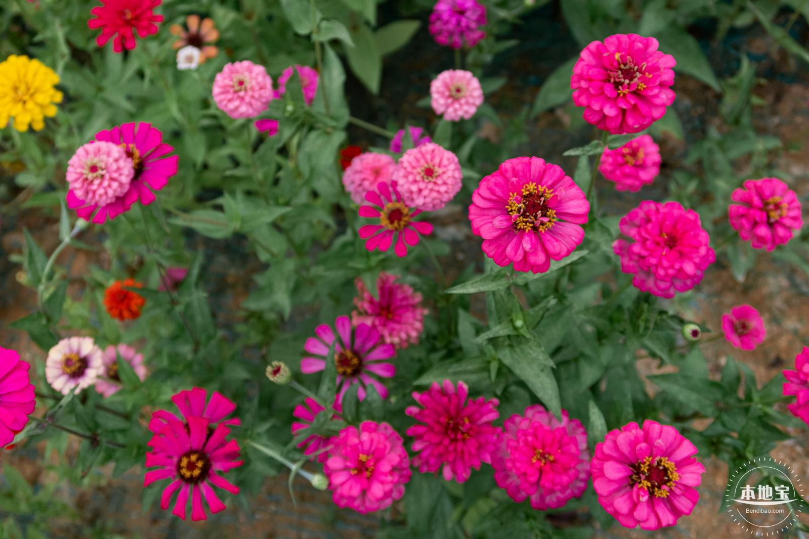 铁仔山公园花海