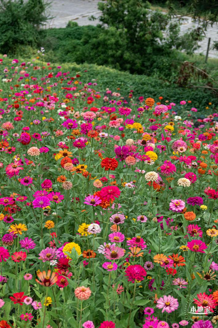 铁仔山公园花海