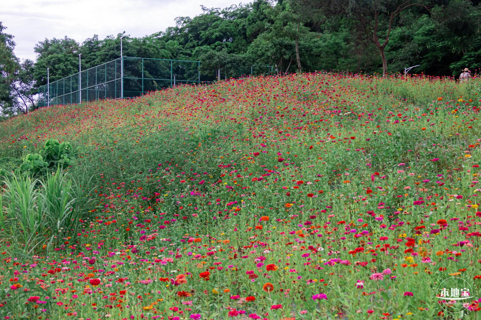 铁仔山公园花海
