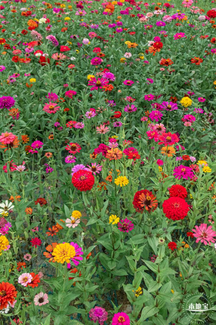 铁仔山公园花海