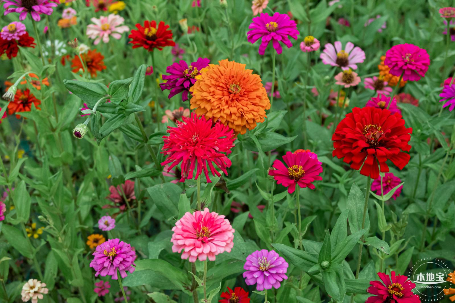 铁仔山公园花海
