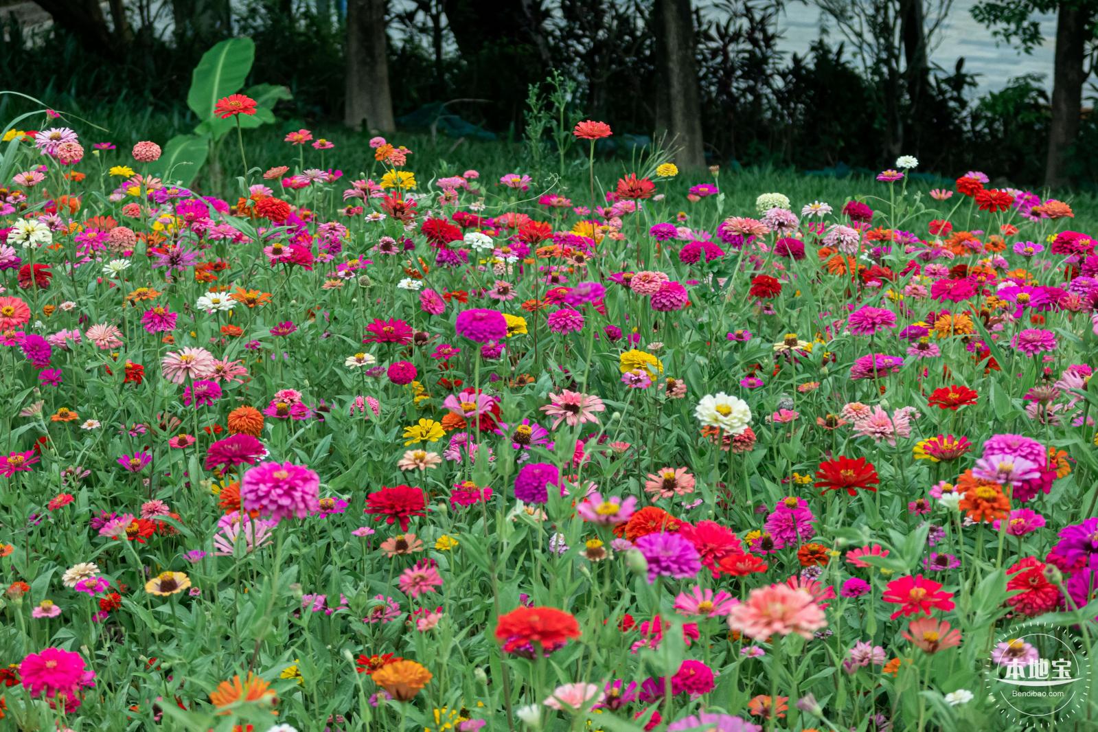 铁仔山公园花海