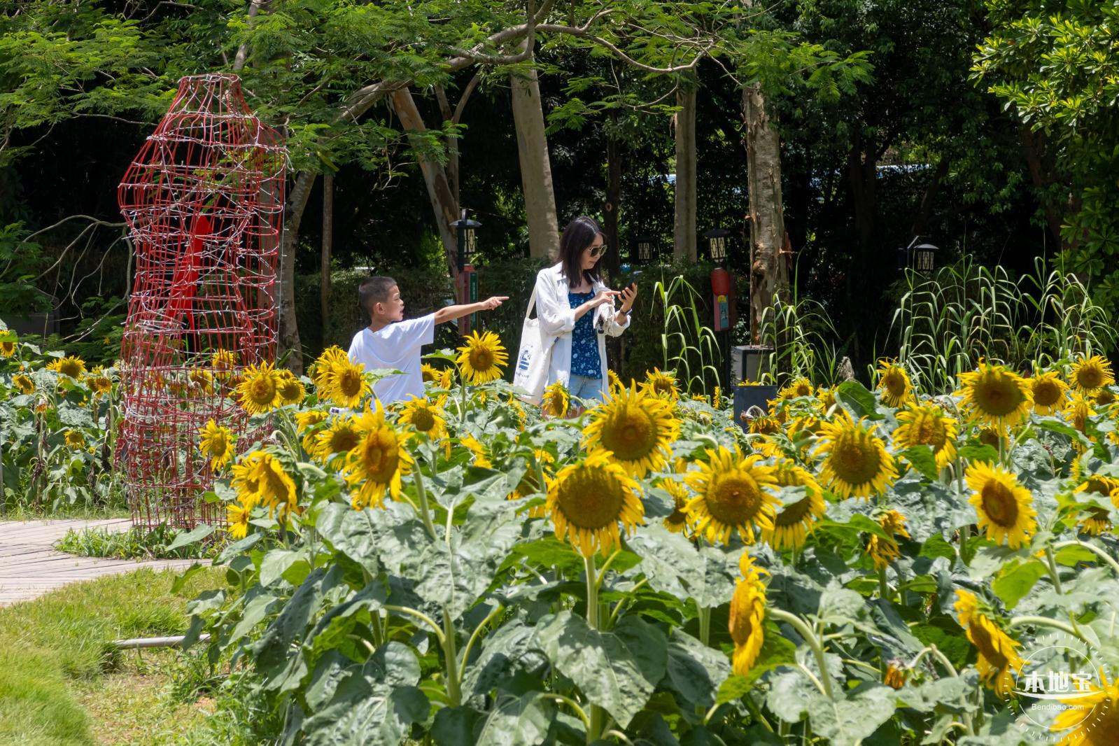 观澜版画村向日葵