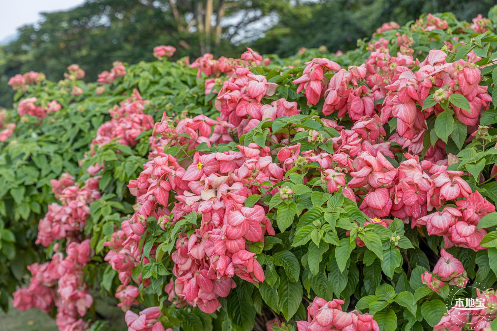 流花山花海