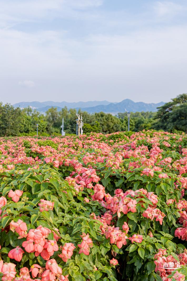 流花山花海