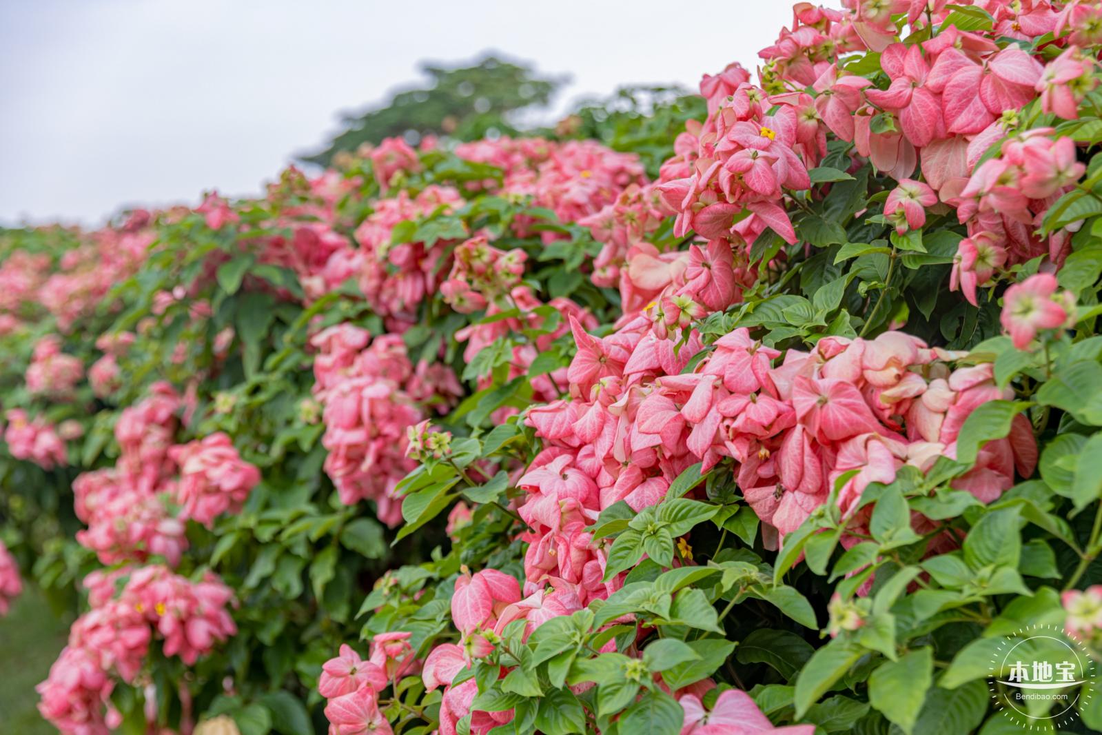 流花山花海