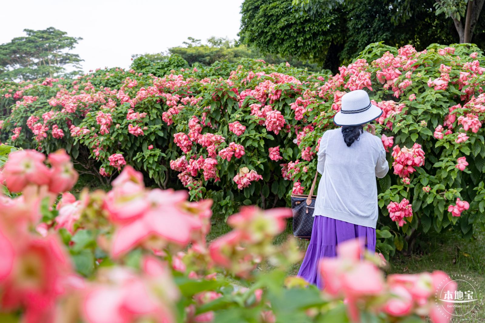 流花山花海