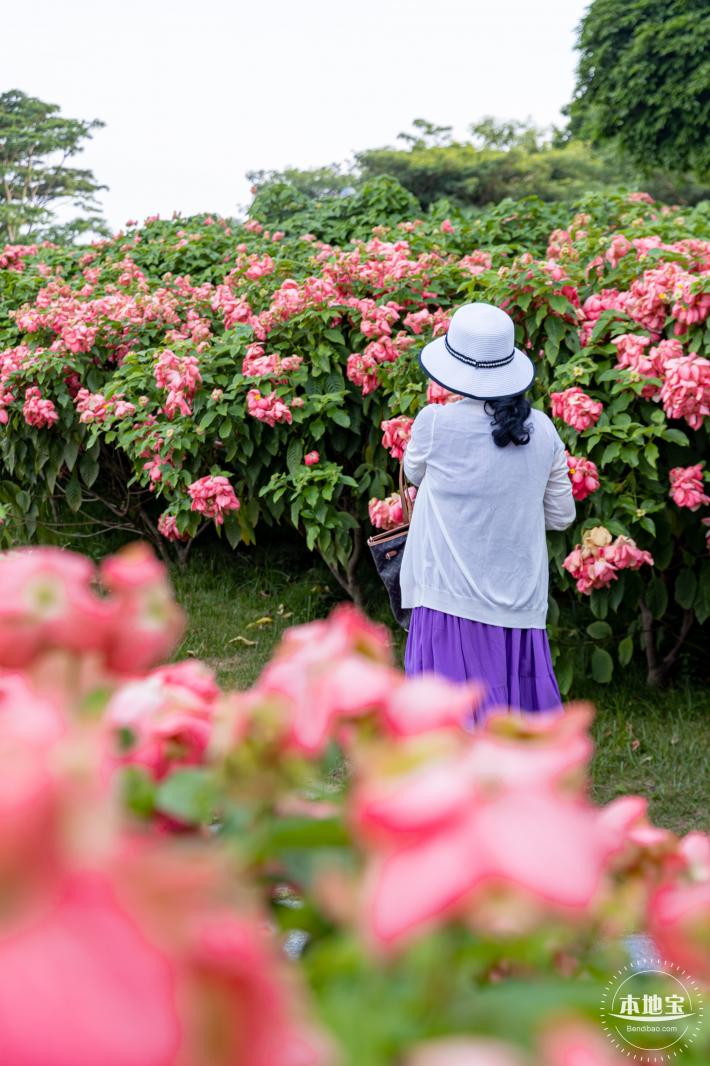 流花山花海