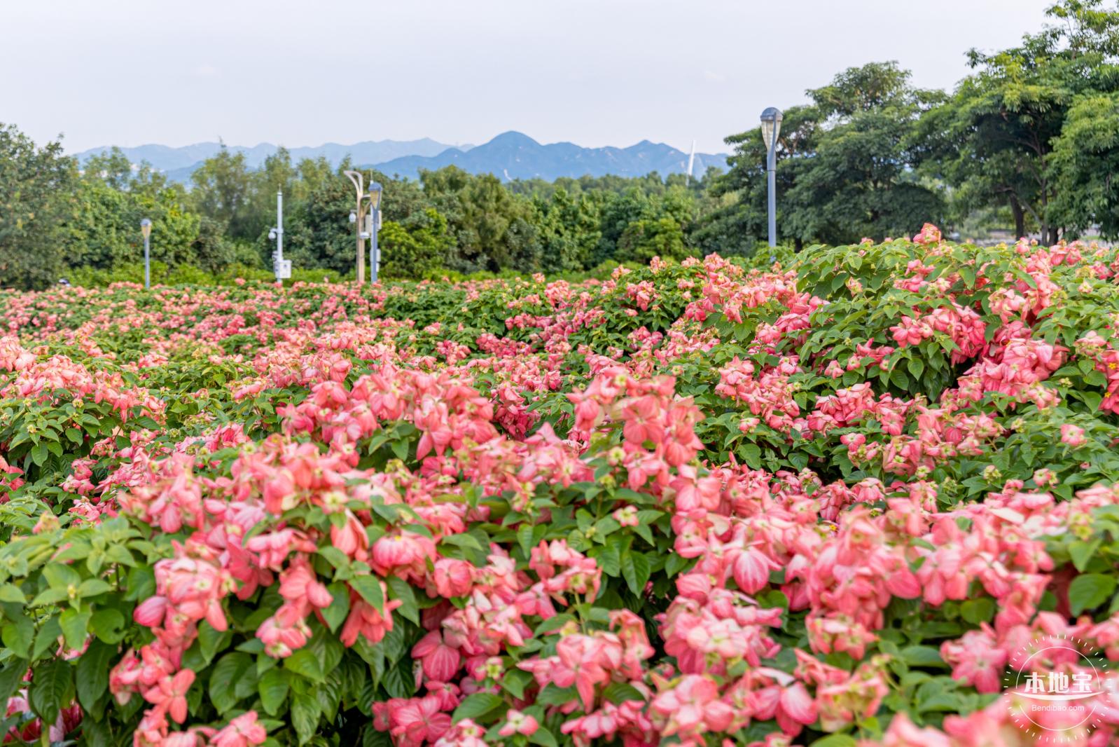 流花山花海