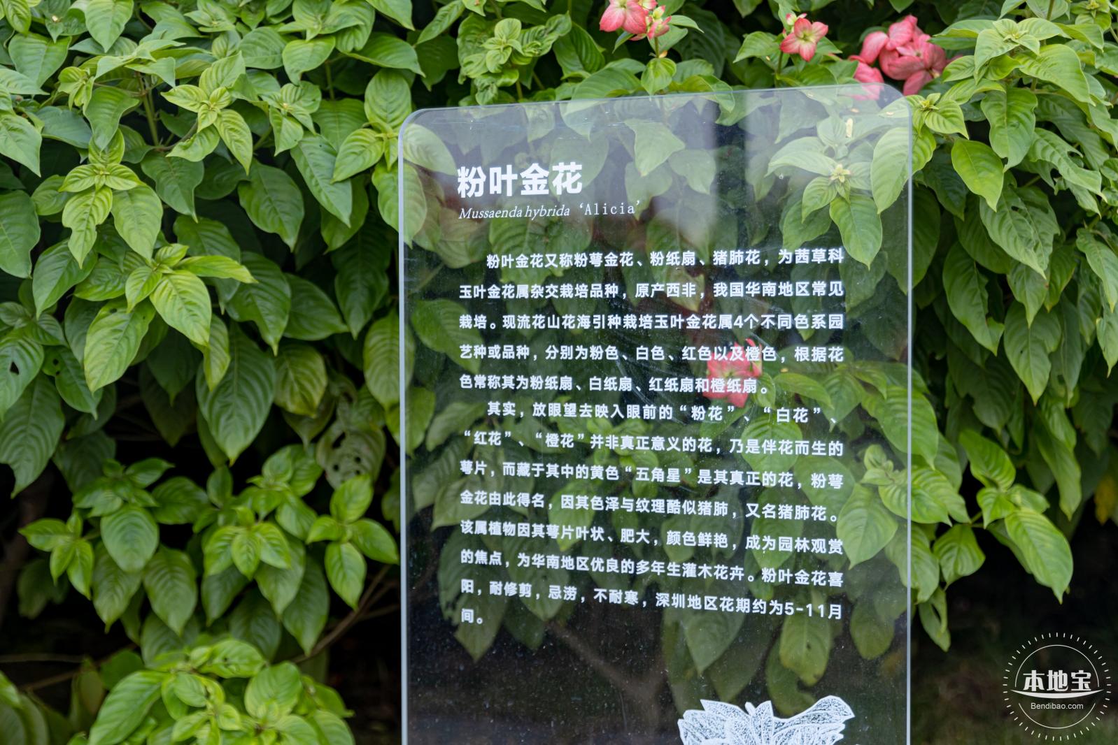 流花山花海