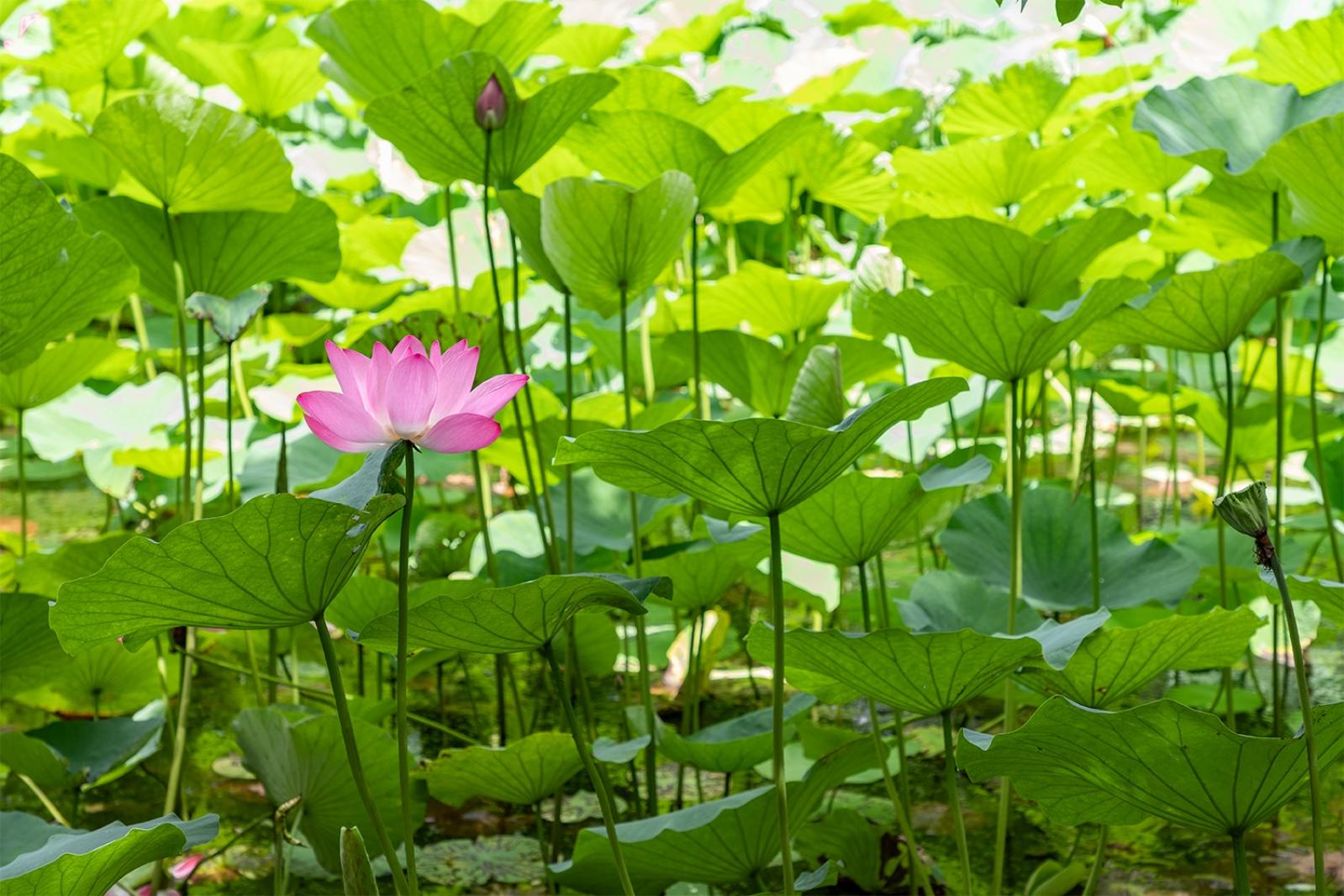 荷花