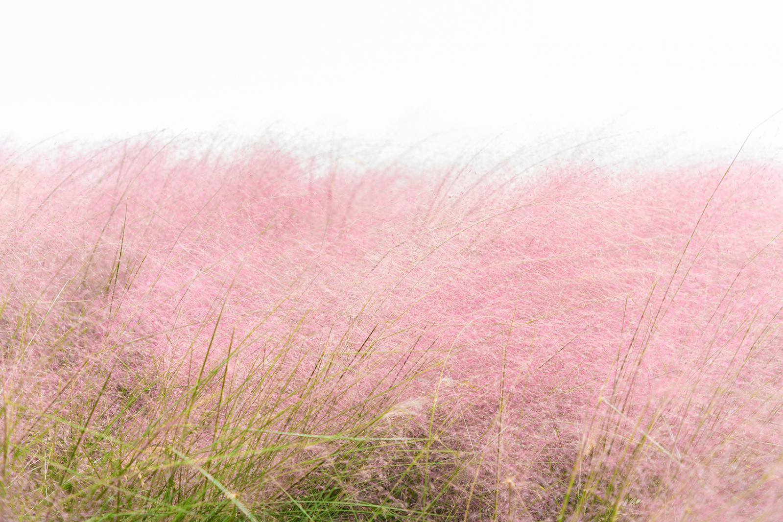 粉黛乱子草