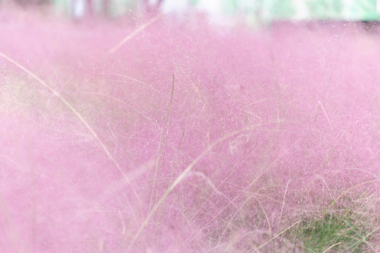 粉黛乱子草