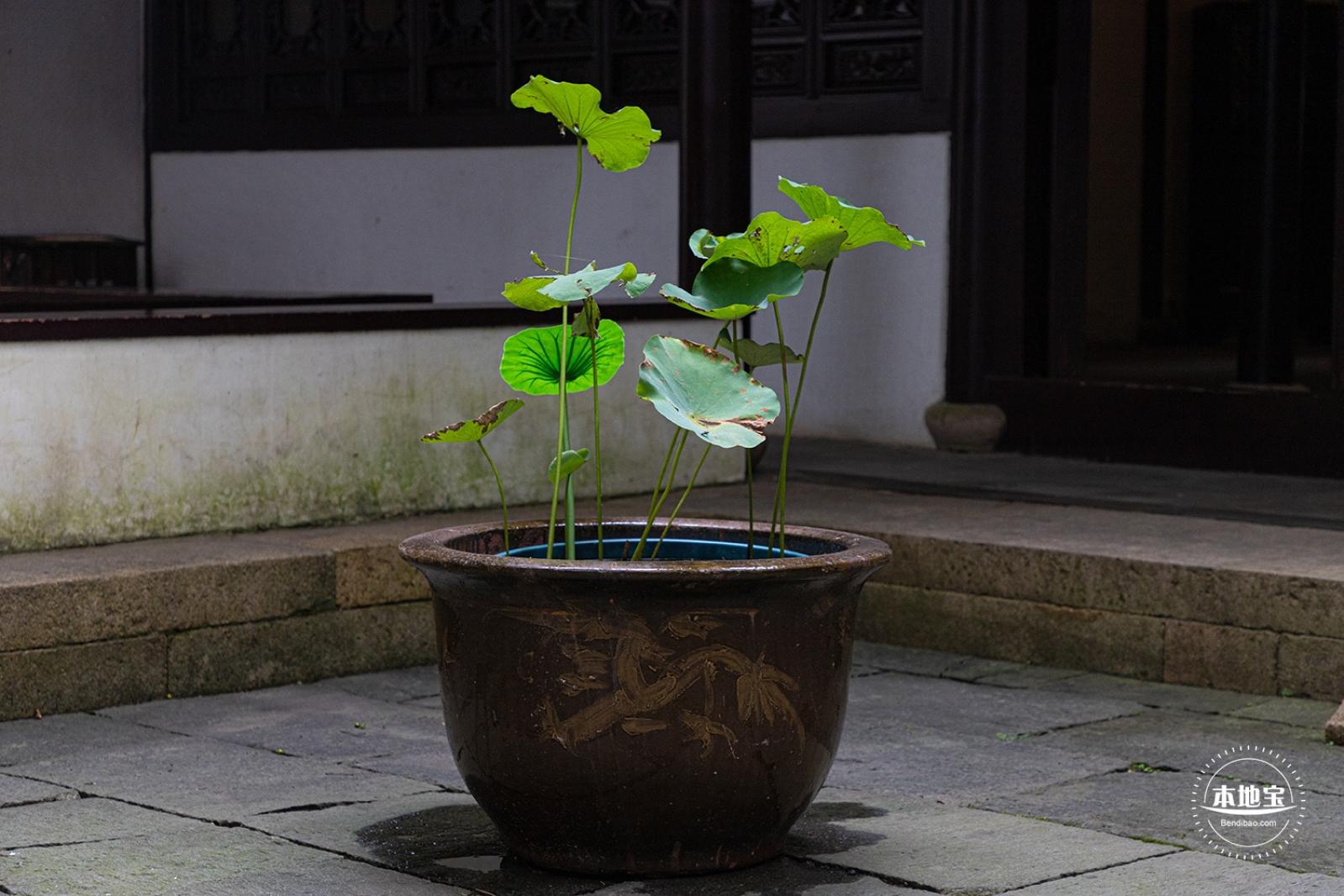 醉白池