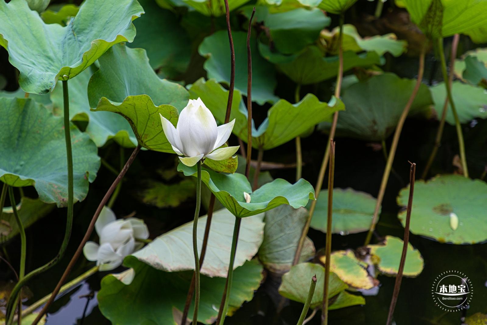 醉白池