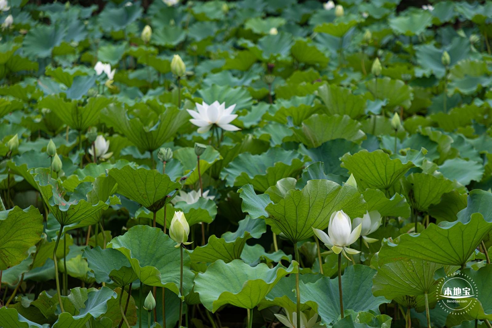醉白池