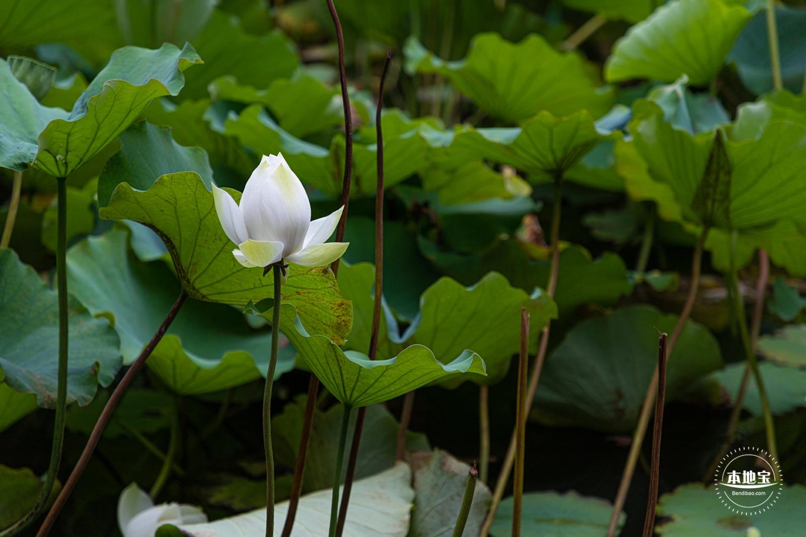 醉白池