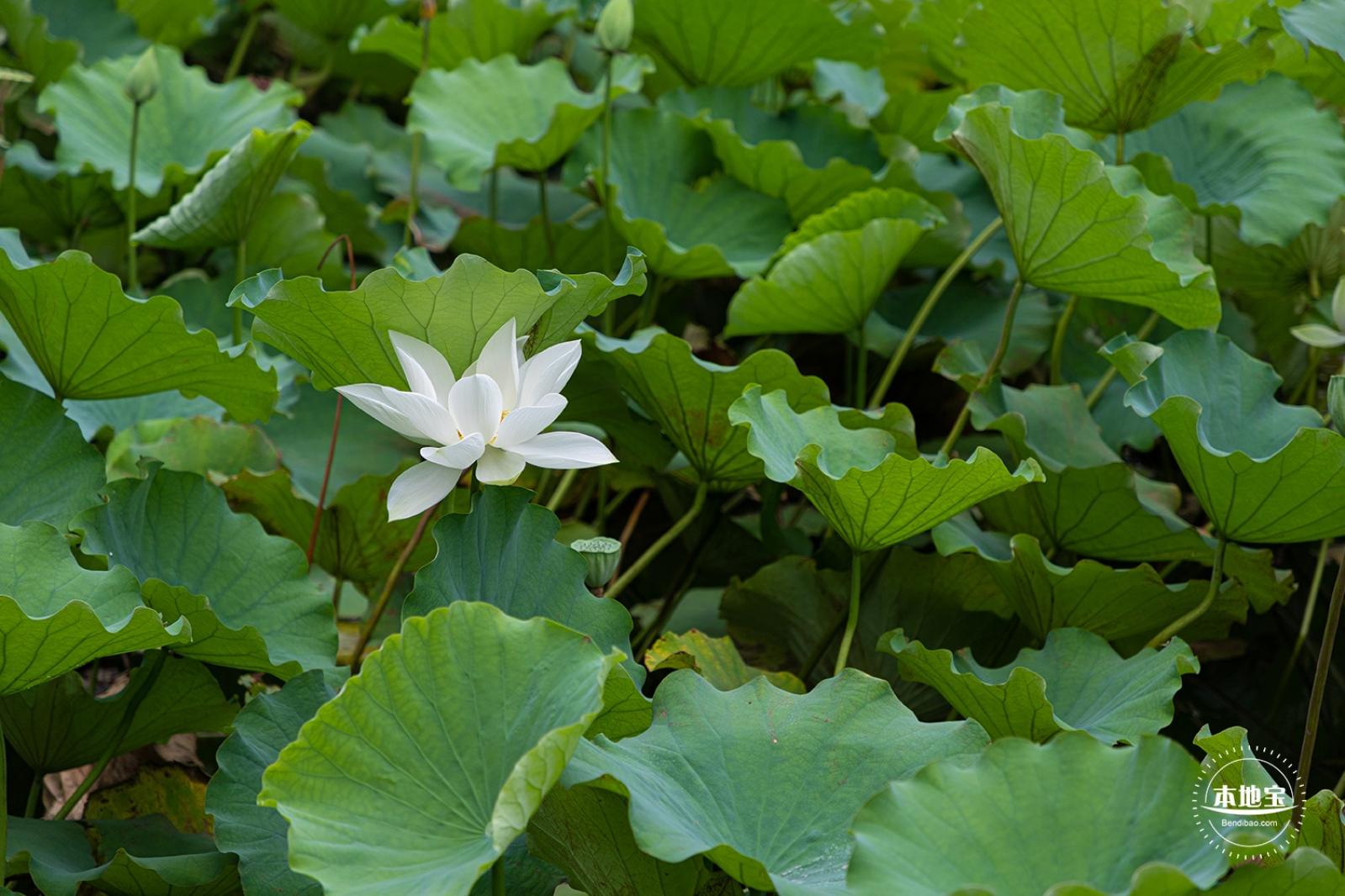 醉白池