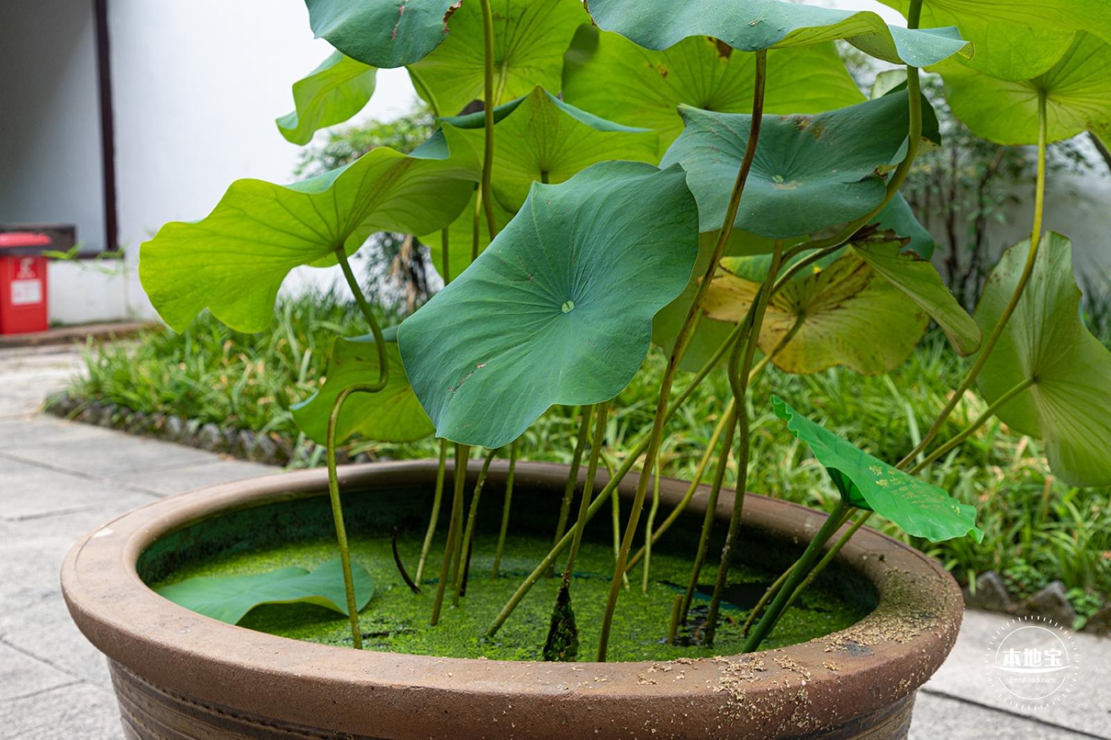 醉白池