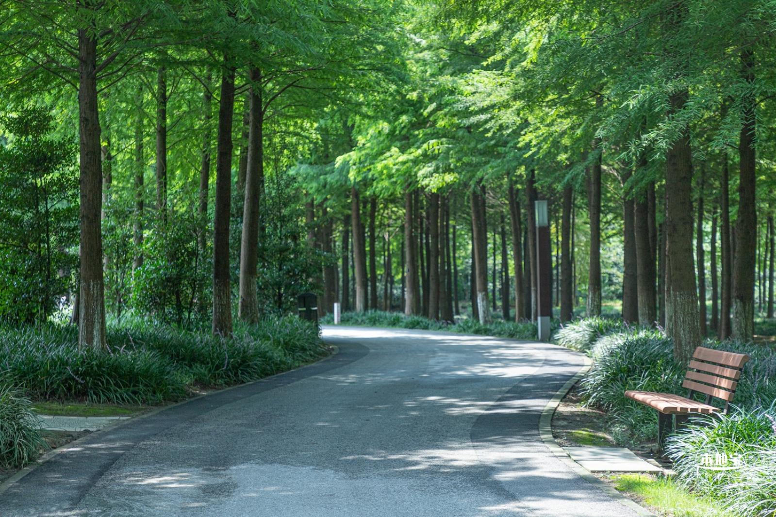 顾村公园