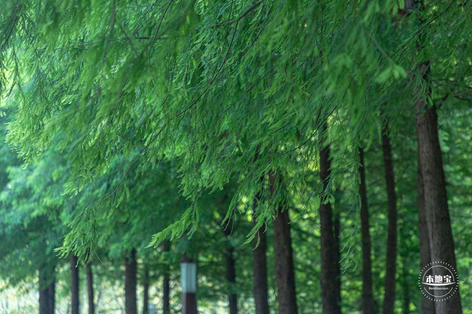 顾村公园