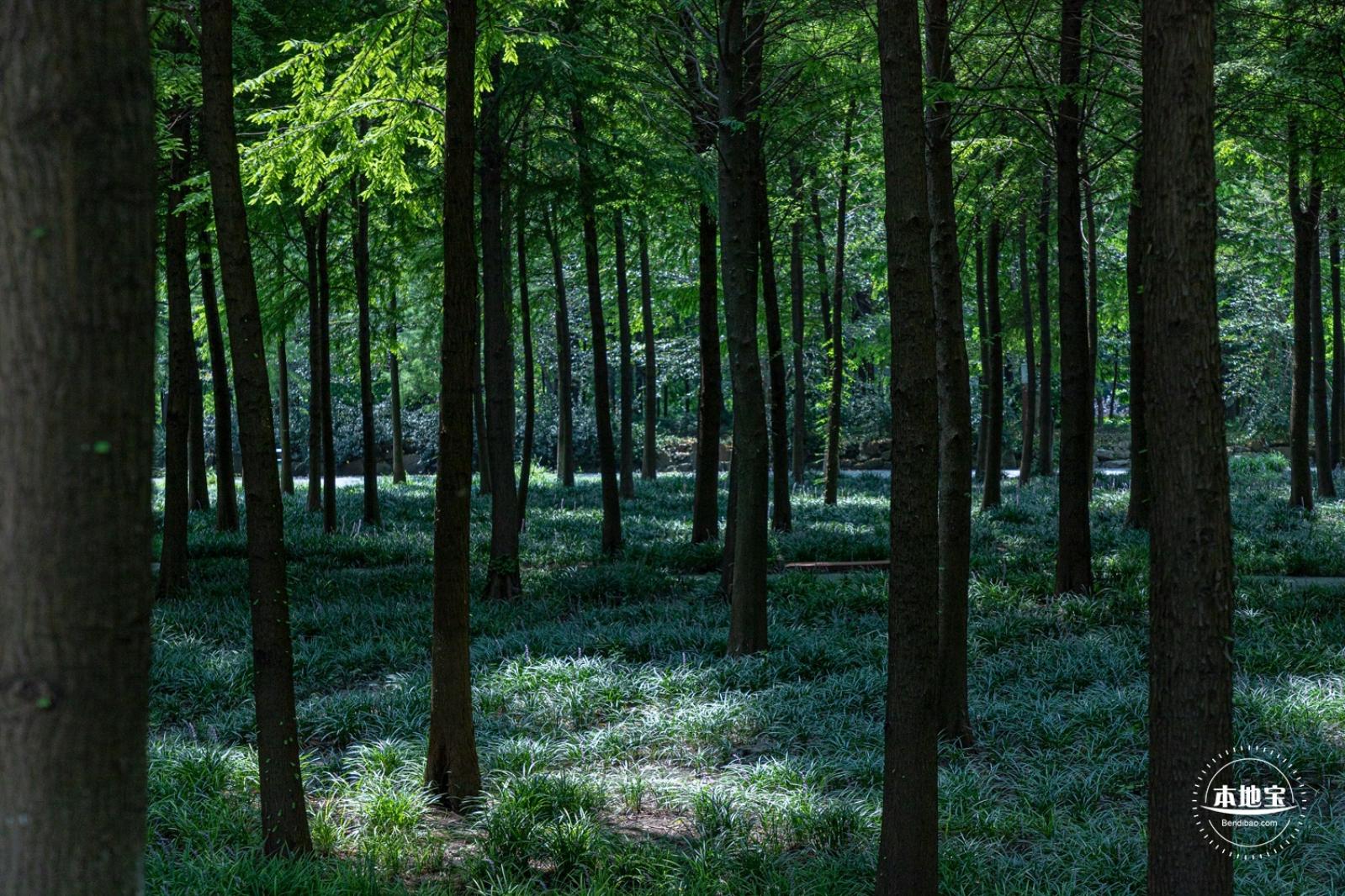 顾村公园