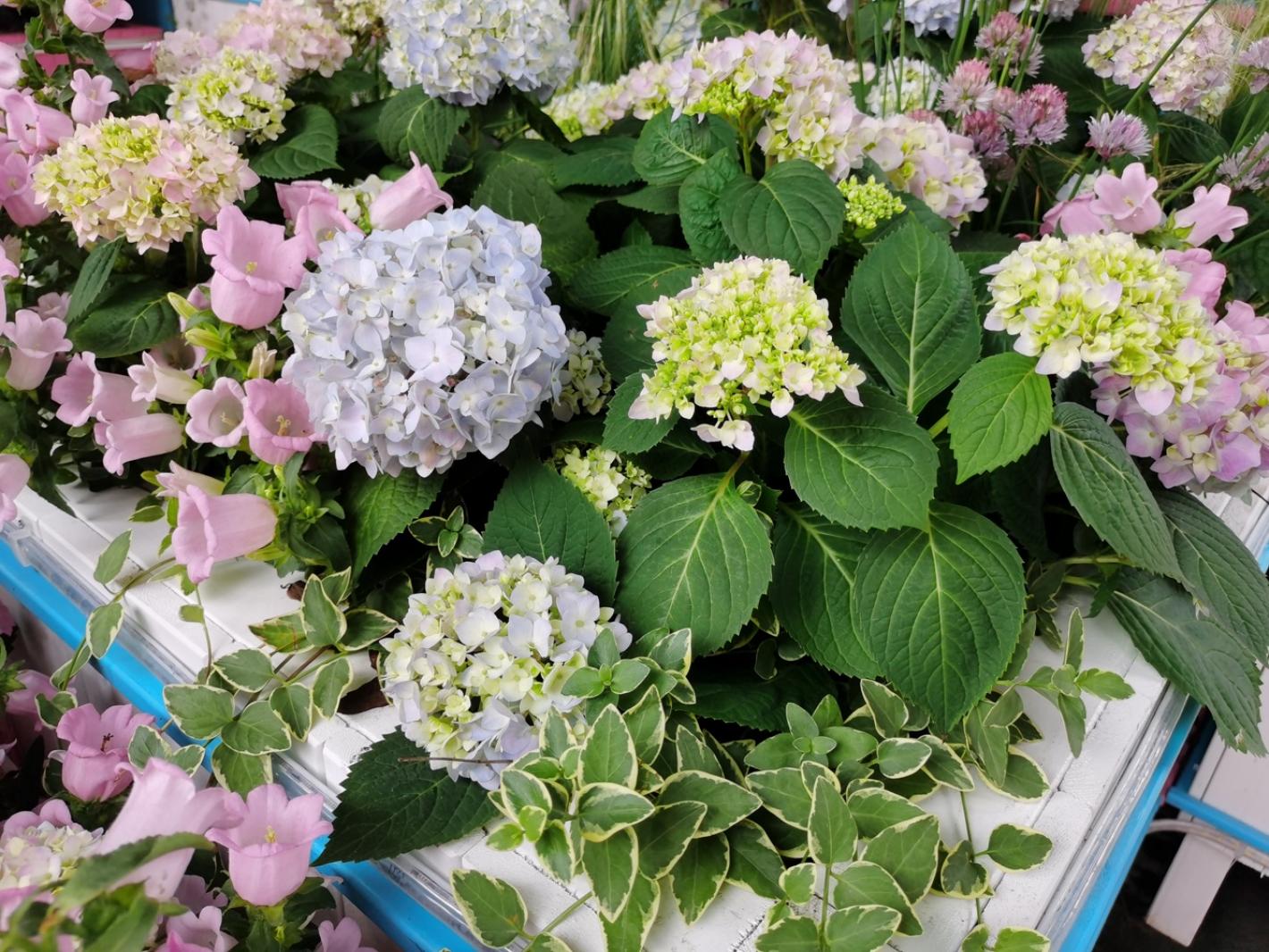 上海花展徐汇分会场