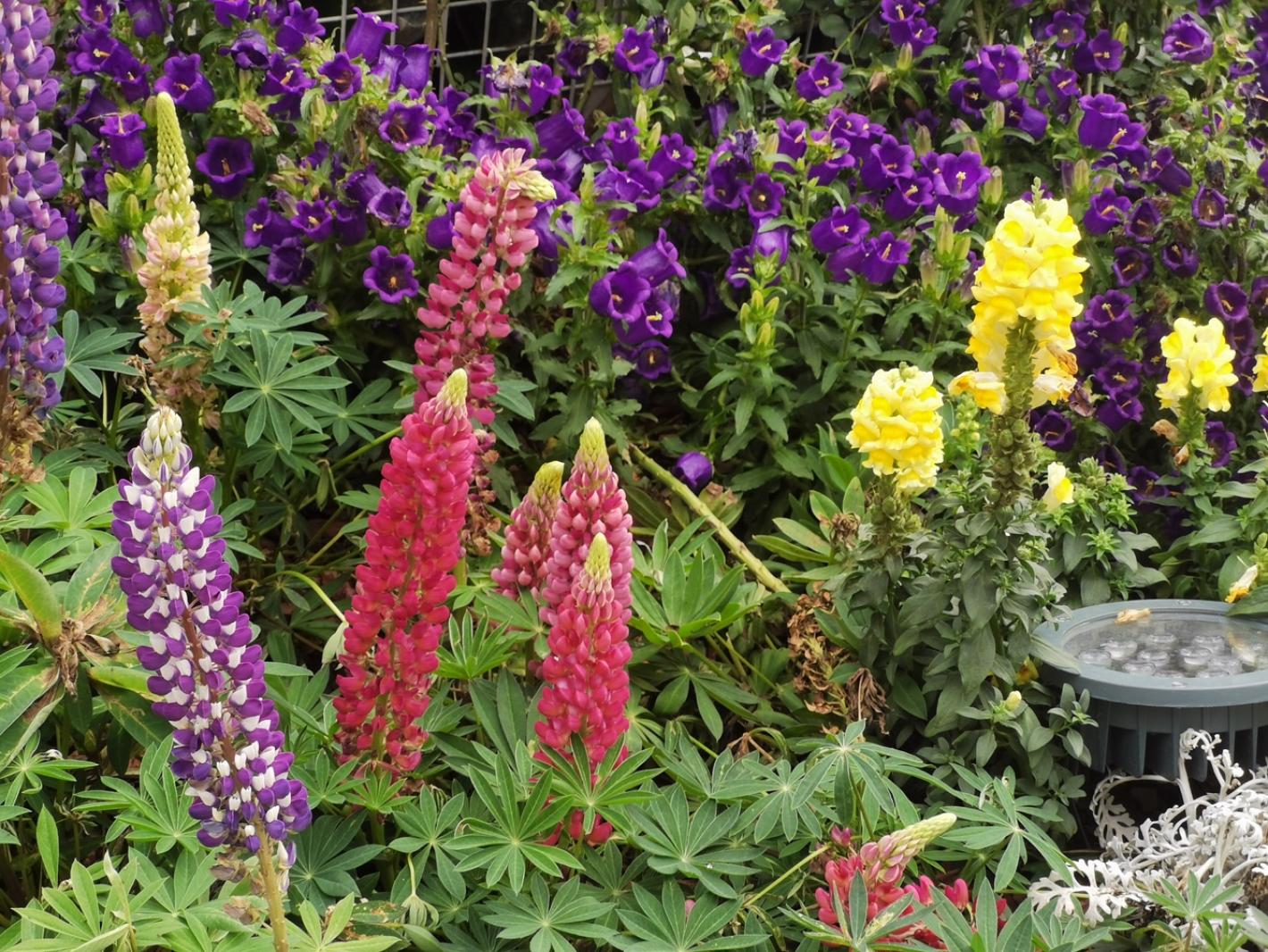 上海花展徐汇分会场