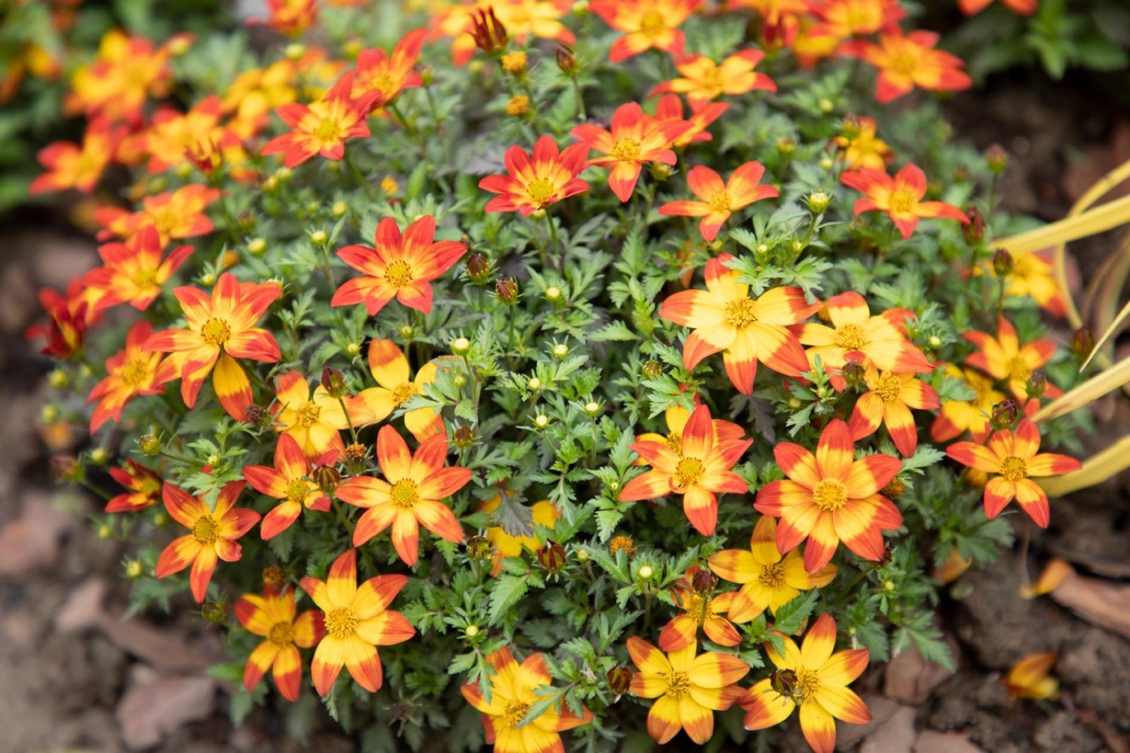 上海花展