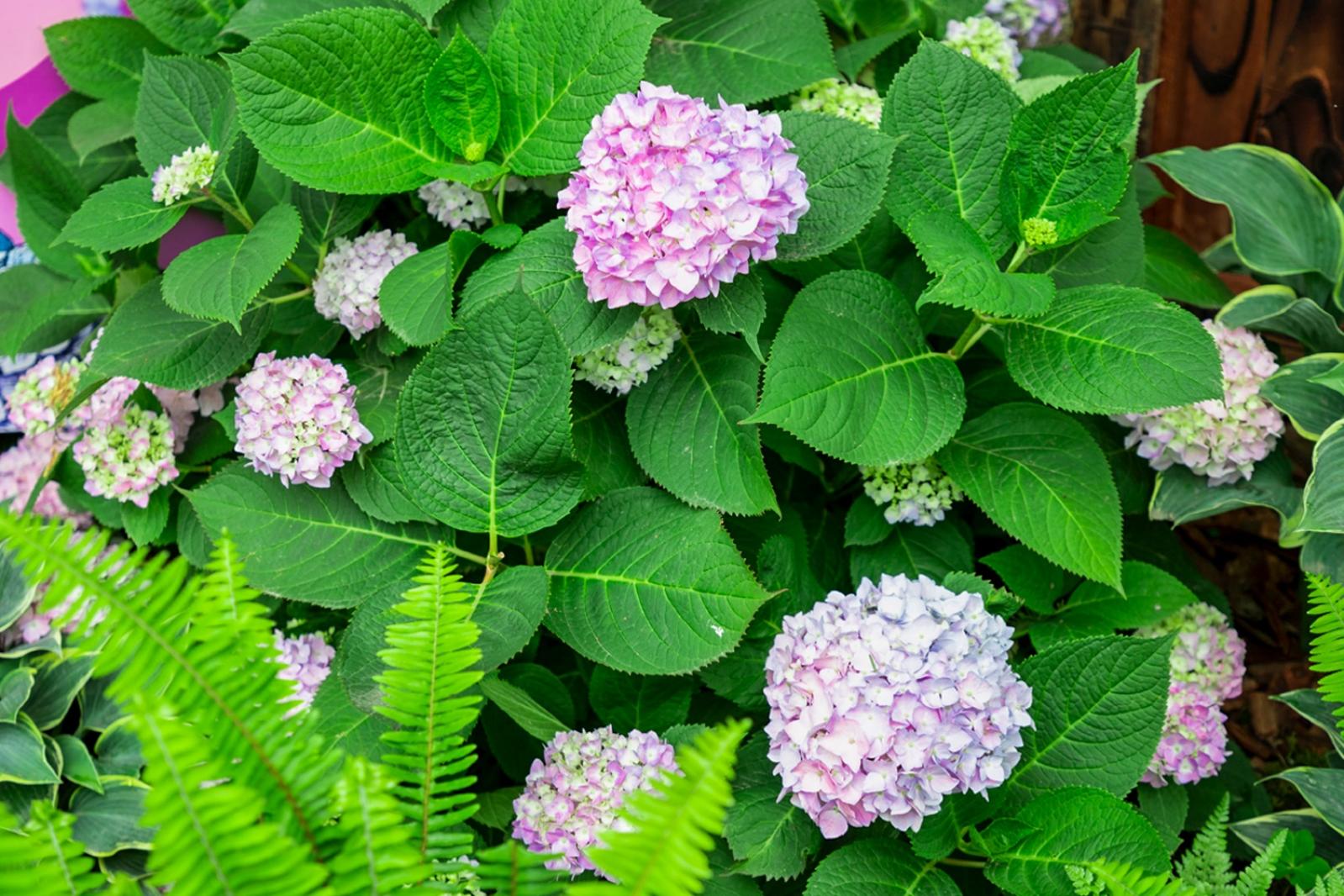 上海花展