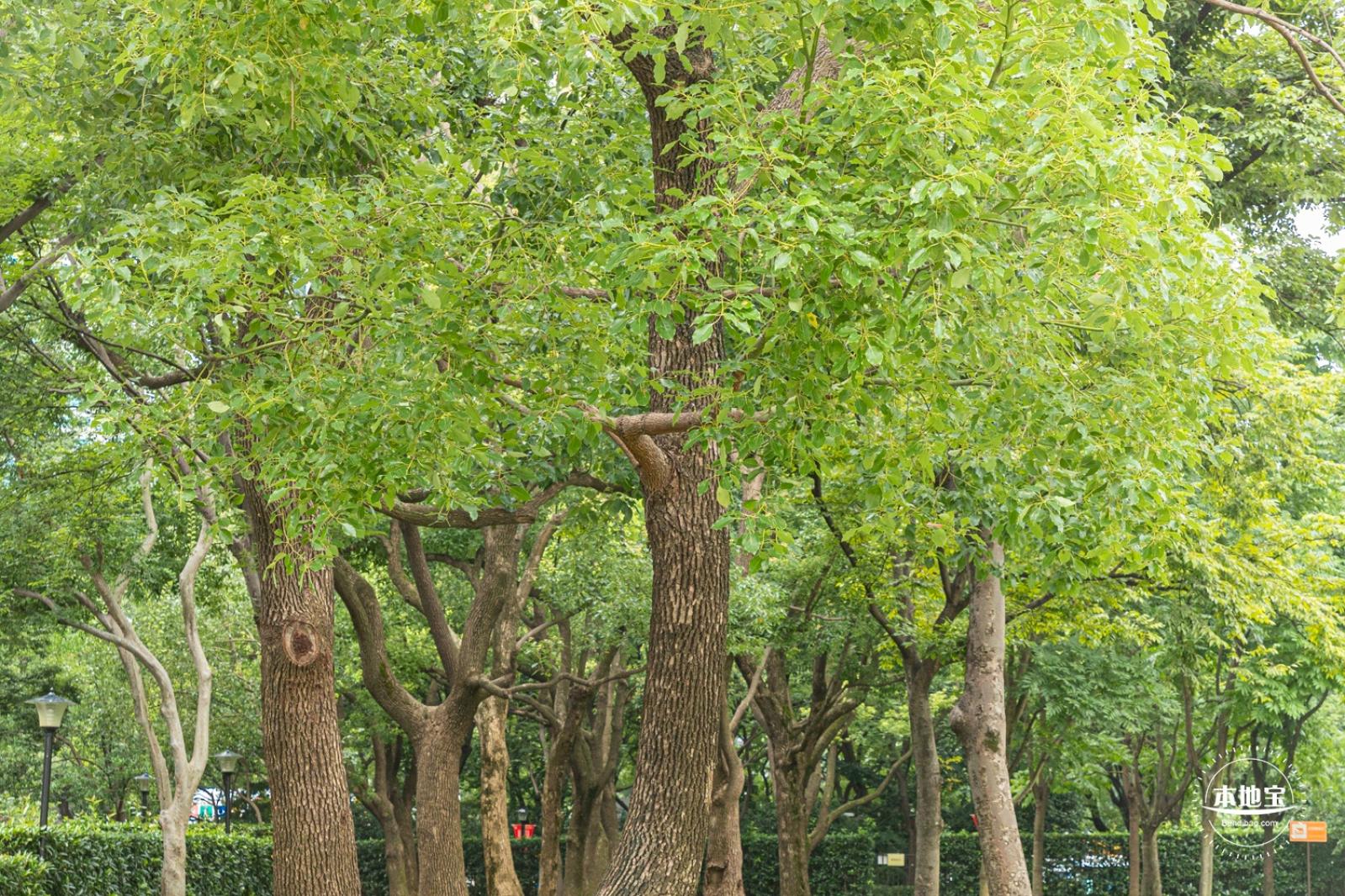 城市草坪音乐广场