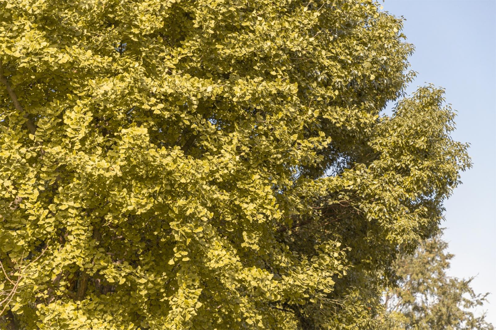 秋季观赏植物