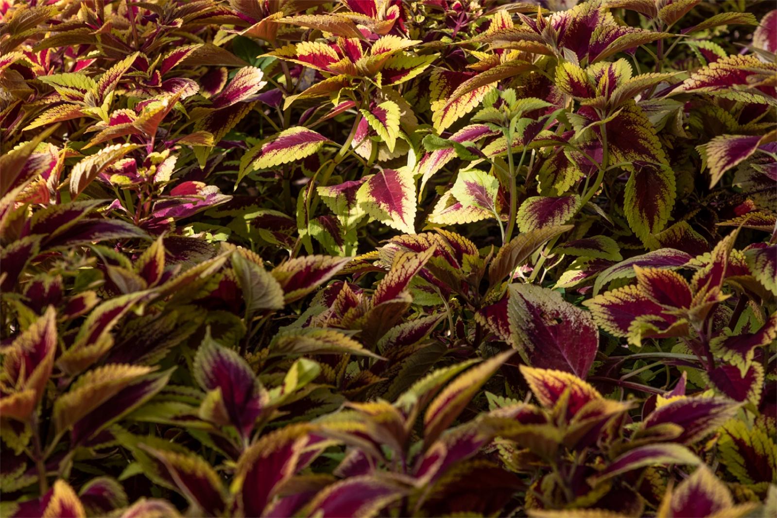 秋季观赏植物