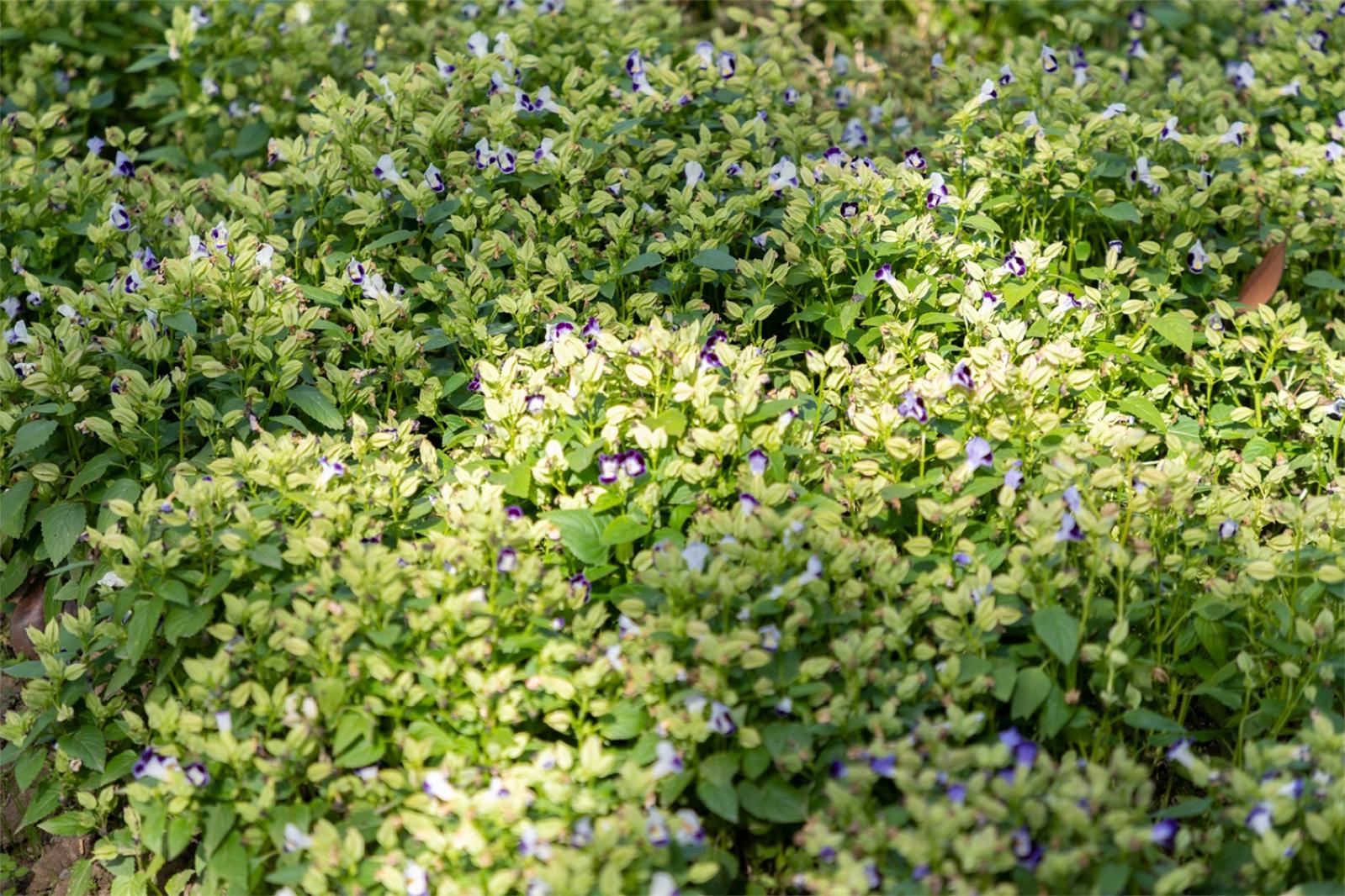 秋季观赏植物