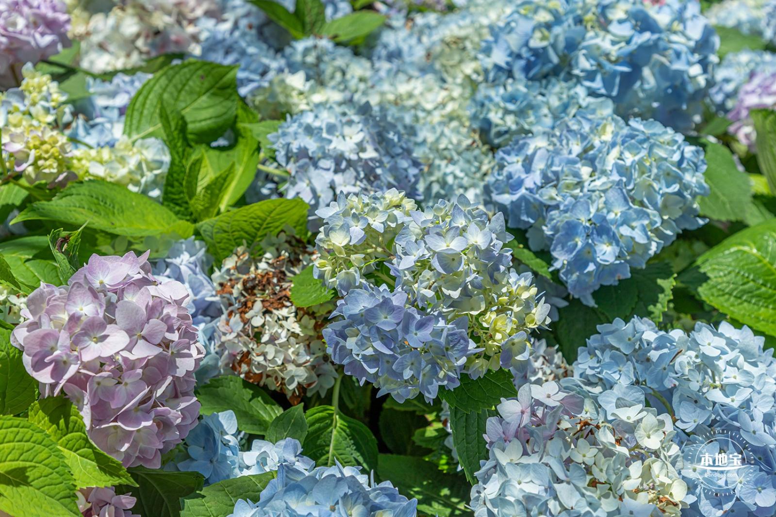 花卉博览会