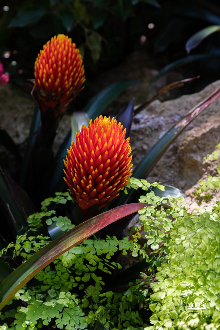 花卉博览会