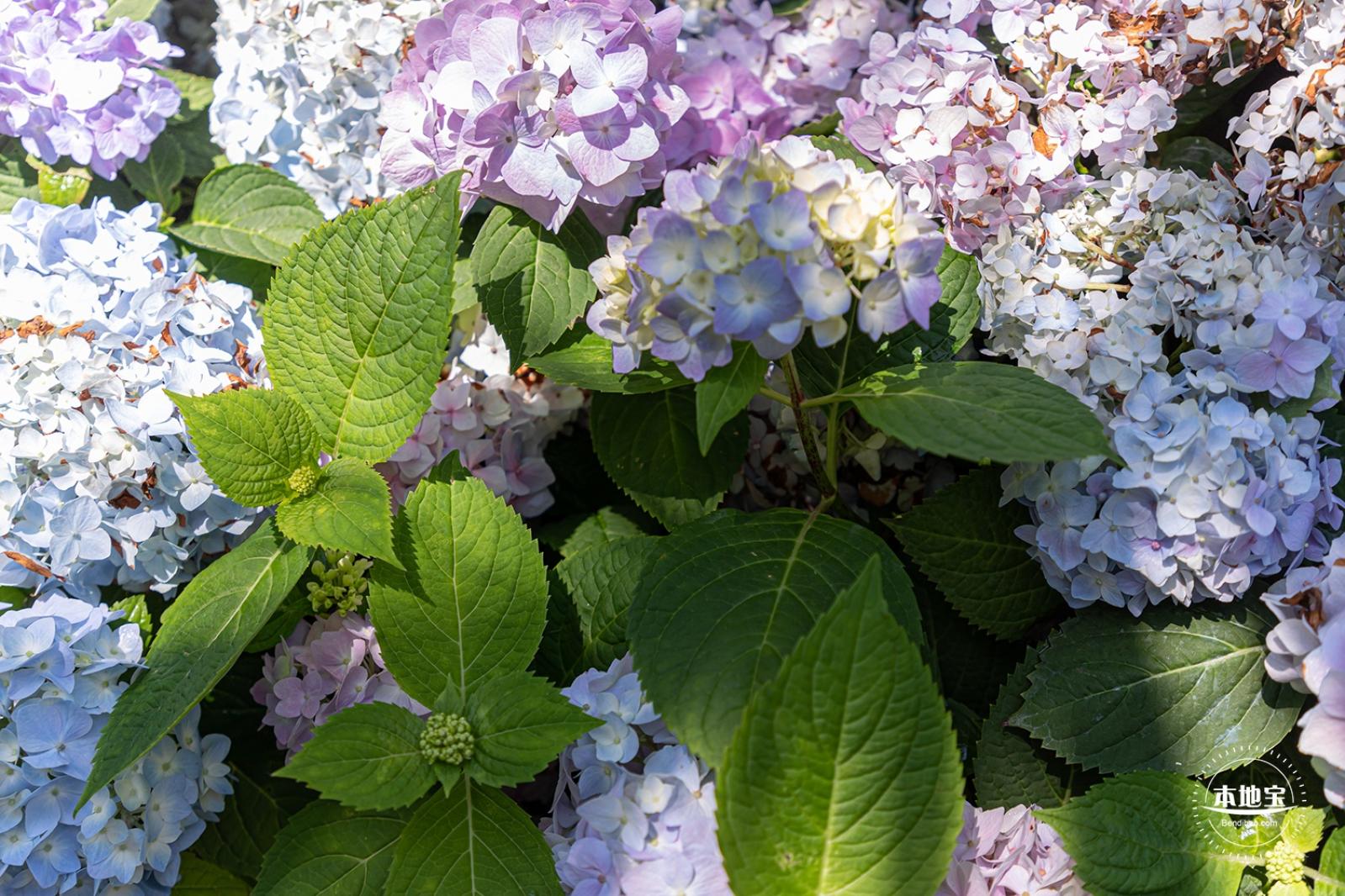 花卉博览会