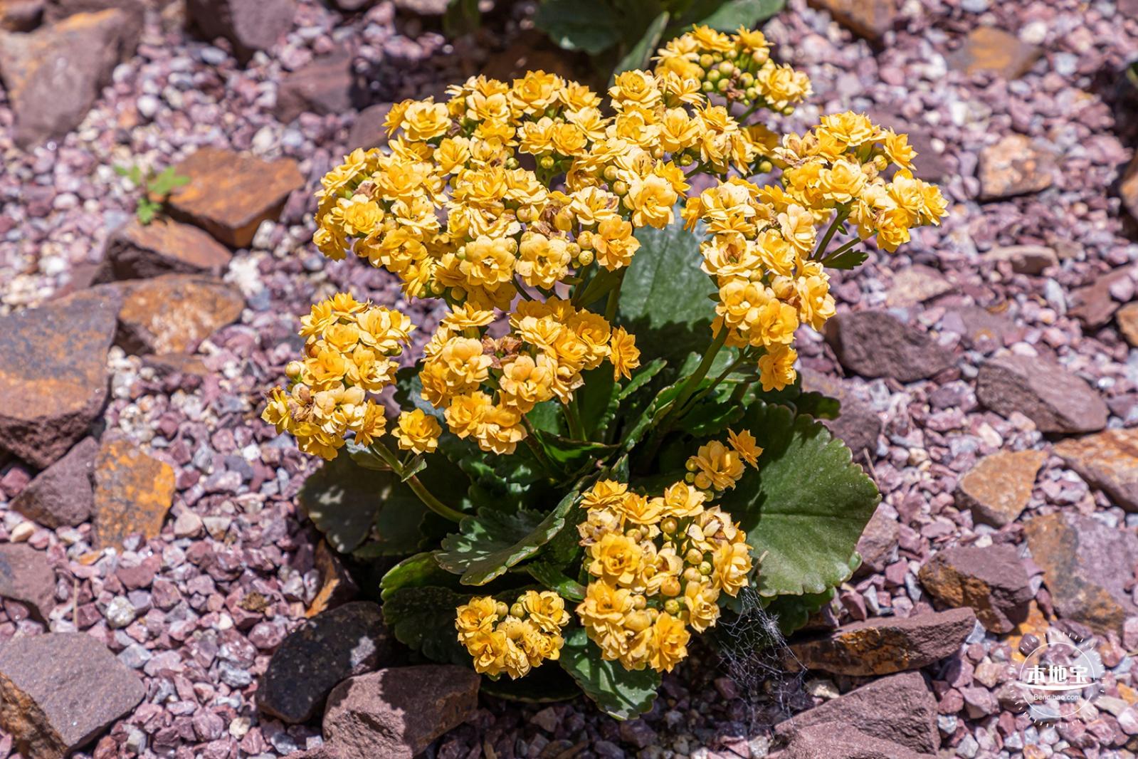 花卉博览会