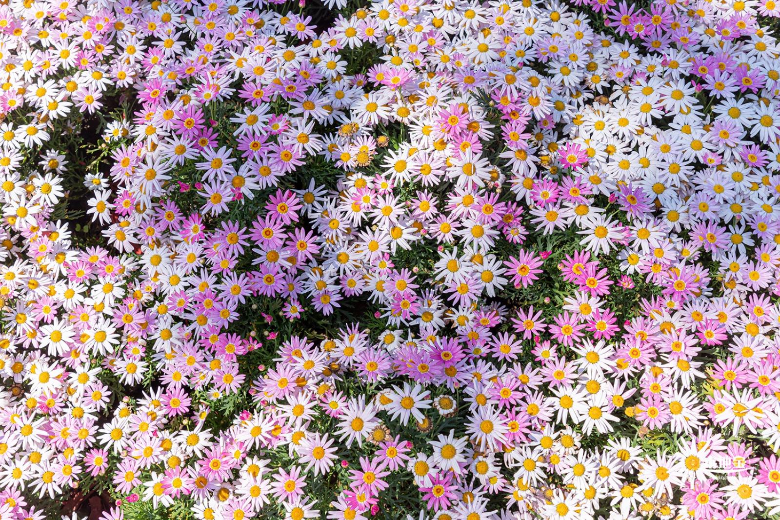 花卉博览会