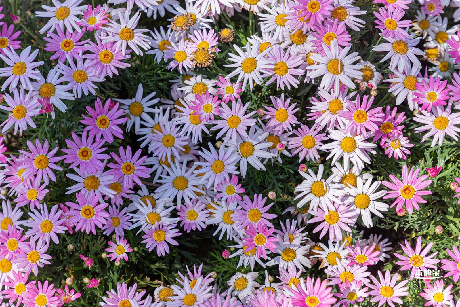 花卉博览会