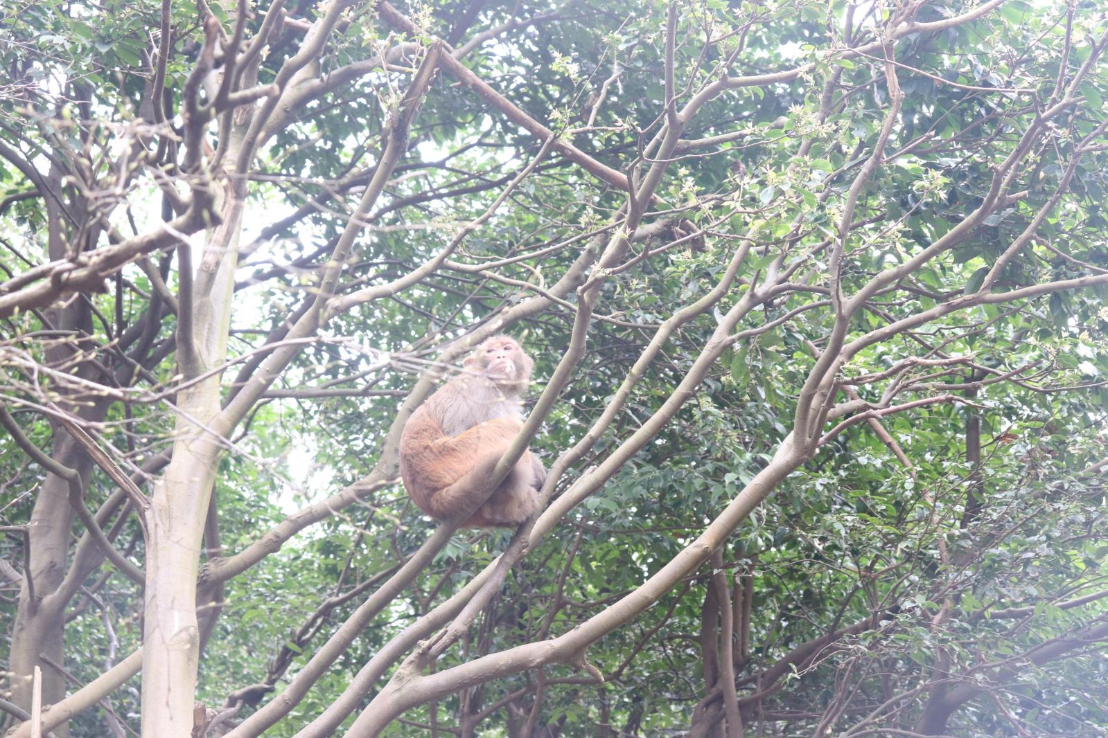 贵阳黔灵山公园