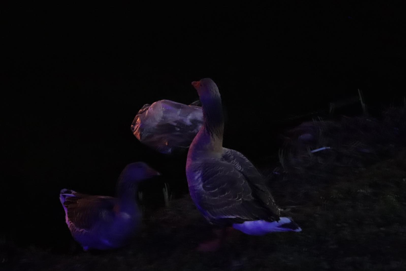 杭州江月园国际灯会