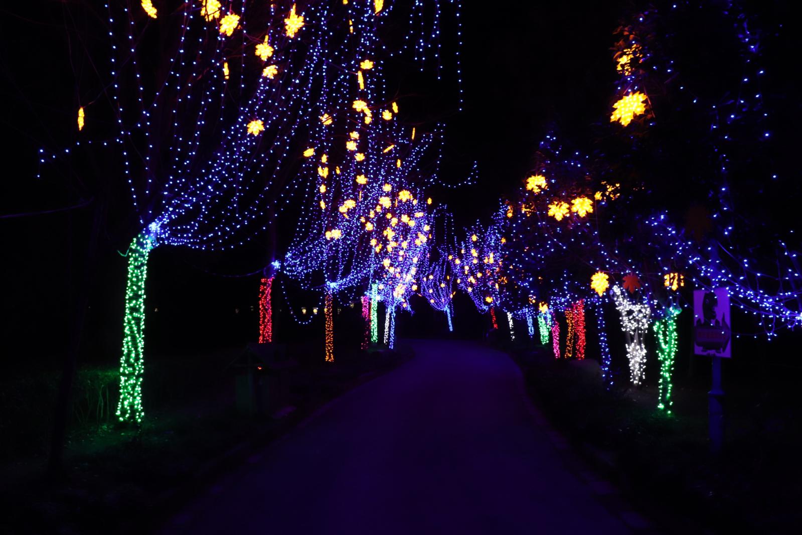 杭州江月园国际灯会