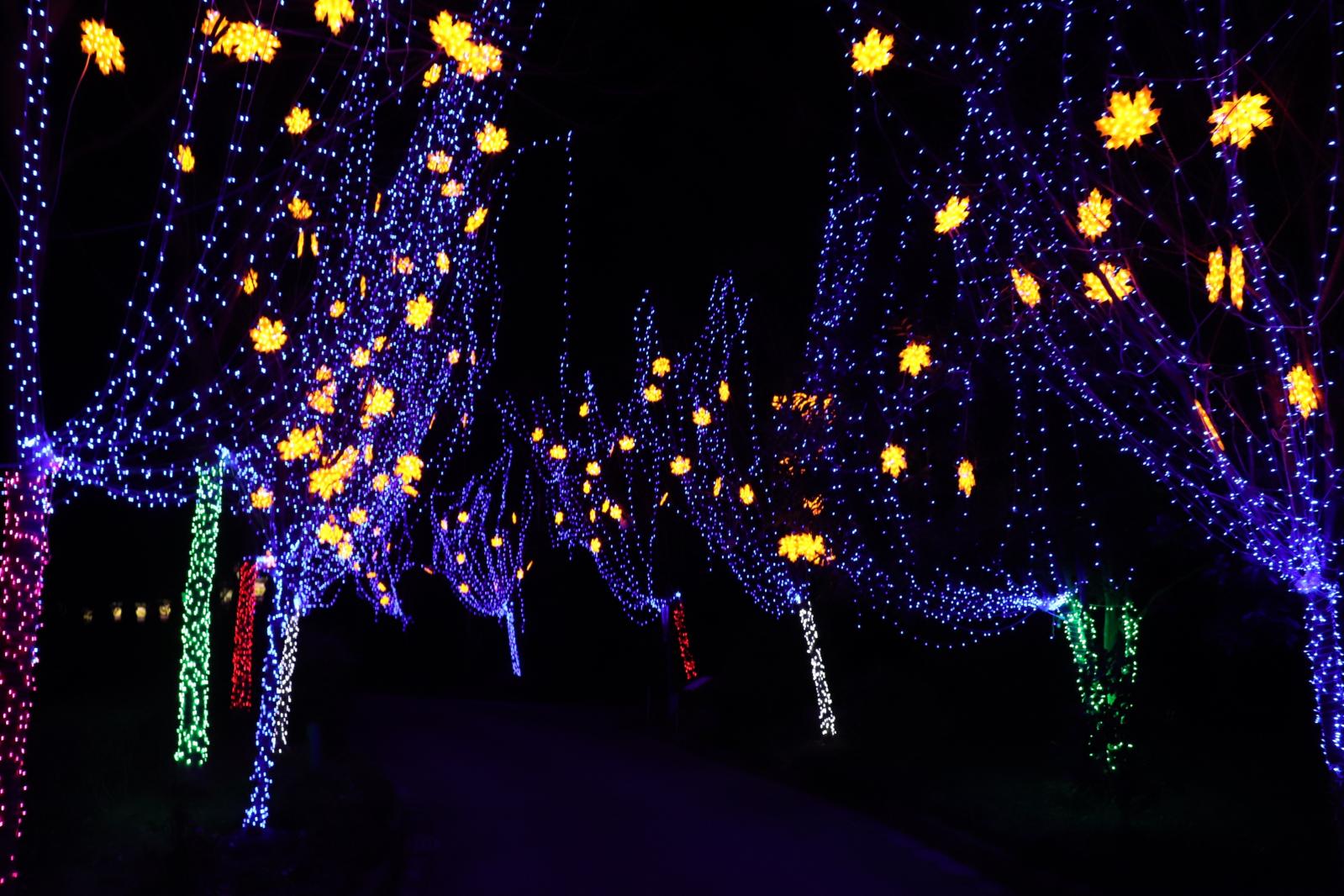 杭州江月园国际灯会