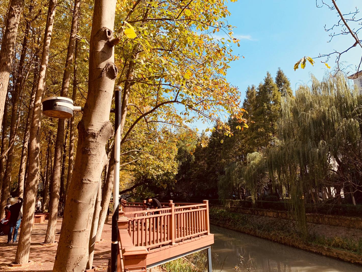 杭州朝晖公园银杏